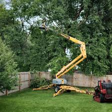 Best Palm Tree Trimming  in Duquesne, PA